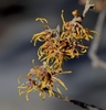 coppery -orange fragrant spider like flowers