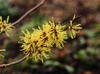 Hamamelis_x_intermedia_'Angelly'