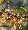 Fragrant yellow orange spider-like flowers with buds