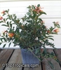 Plant grown in a container