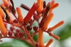 Small red berries on a branch
