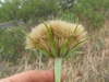 T. porrifolius