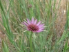 T. porrifolius