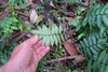 hand holding fern frond to show smooth underside of leaflets