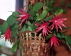Schlumbergera gaertneri