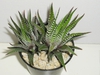 Haworthia Fasciata