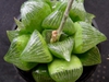 Haworthia Retusa
