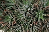 Haworthia Attenuata