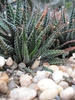 Haworthia Attenuata