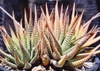 Haworthia Attenuata