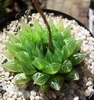 Form