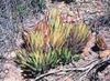 Haworthia Fasciata