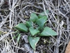 Haworthia Retusa