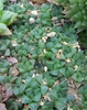 Haworthia Retusa