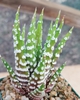 Haworthia Attenuata