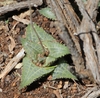 Form of the succulent with thick pointed leaves