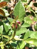 Bud