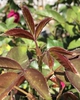 New Leaf