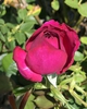 Opening bud