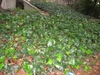 Growing on the ground