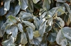 Hedera helix