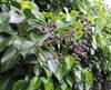 Dark purple round fruits