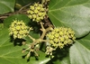 Clusters of smal greenish-yellow flowers