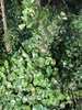 Vine growing up trees