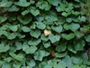 Heart-shaped leaves