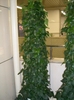 Grown vertically on a trellis