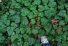 Growing as a ground cover (Kershaw County, SC)-Early Spring