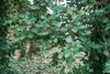 Plant (Kershaw County, SC)-Early Spring