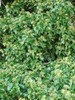 Hedera helix