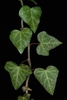 Leaves and stem (The Meadows, Charlottesville, VA)-Late Winter