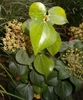 Oval adult leaf with cluster smll flowers