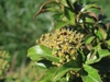 Cluster of small yellow green flowers