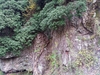Growing hanging over a cliff