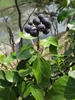 Leavesa and drk purple round berries