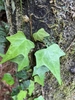 Lobed leaves