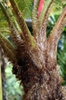 Fronds meet the stem.