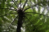 View under canopy.
