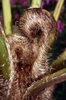 Fiddlehead