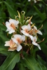 A cluster of pale-yellow flowers with darker eyes.