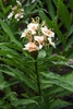 A cluster of pale-yellow flowers with darker eyes.