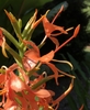 Spike of bright orange-red, shiny flowers