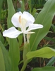 Single white flower with pale green eye