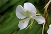 Close up of a white flower with a green center.