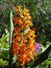 Orange flowers in an erect spike at the apex of the leafy stems