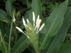 Flowers emerging from a bracteate spike & strappy leaves