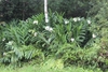 Cluster of large-leaf plants with white flowers.